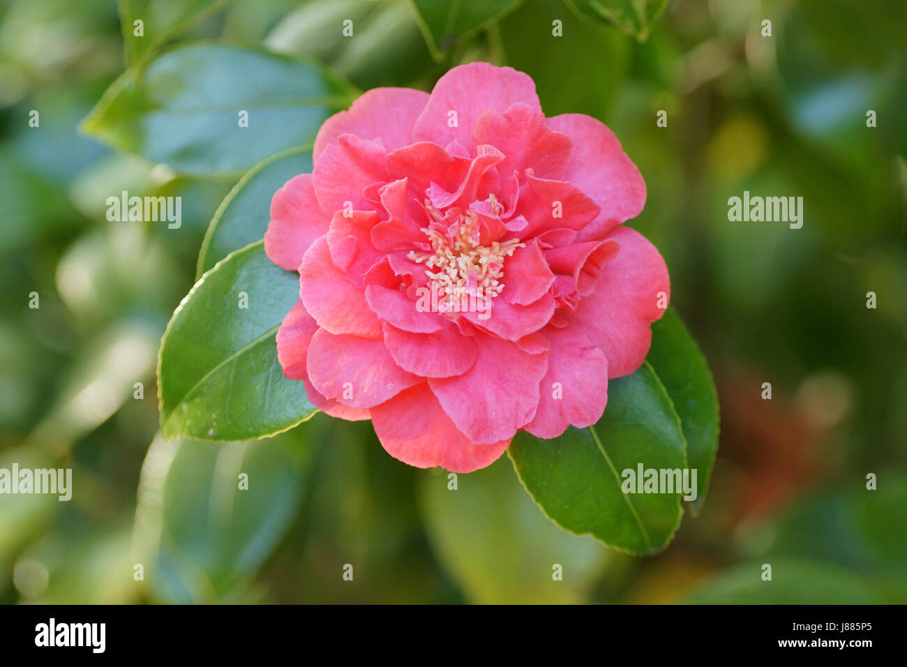 Camellia japonica 'Blood of China' Banque D'Images