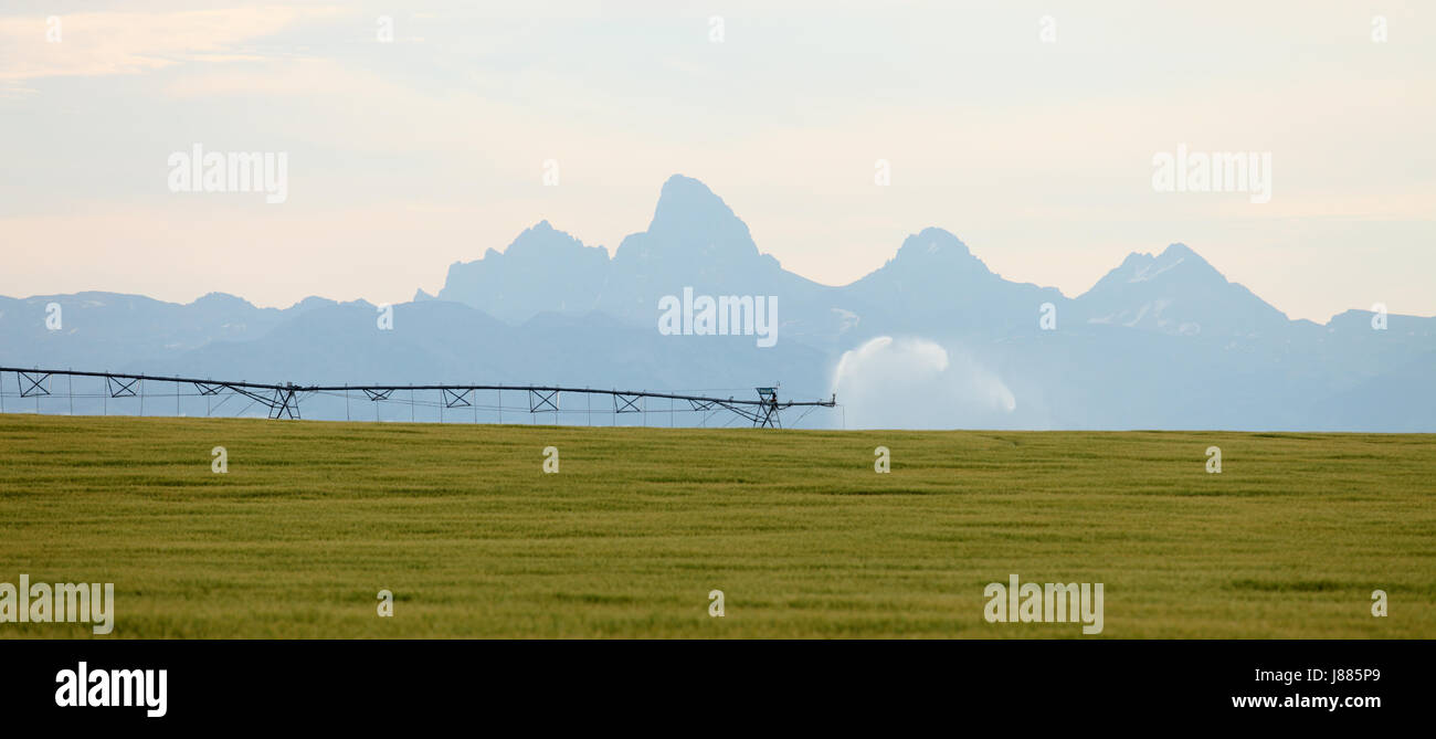 Un bras d'arrosage système d'arrosage d'un champ de céréales dans les champs fertiles de l'Idaho, avec le Teton de montagnes en arrière-plan. Banque D'Images