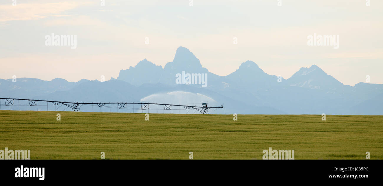 Un bras d'arrosage système d'arrosage d'un champ de céréales dans les champs fertiles de l'Idaho, avec le Teton de montagnes en arrière-plan. Banque D'Images