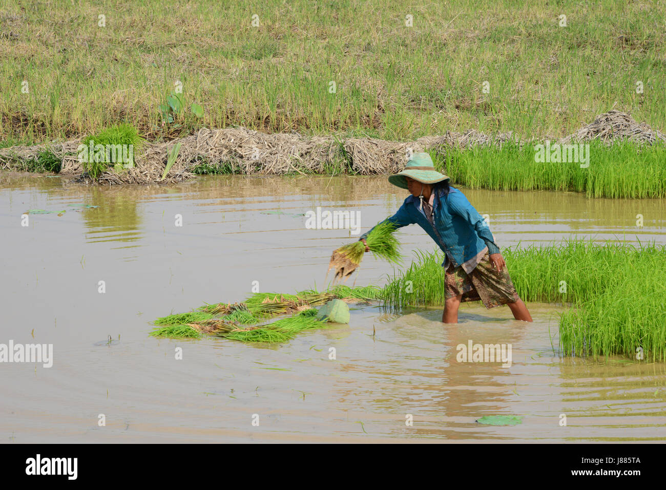 Travaillant dans les rizières de la province de Siem Reap, Cambodge Banque D'Images