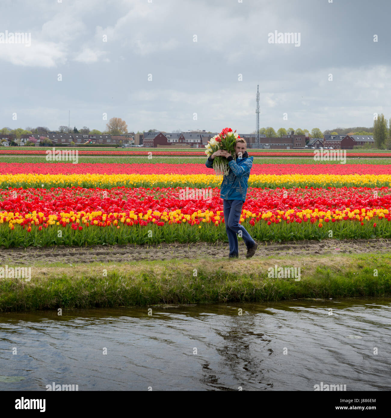 Un jeune homme porte un bouquet de tulipes près de Lisse, Pays-Bas pendant  le printemps Photo Stock - Alamy