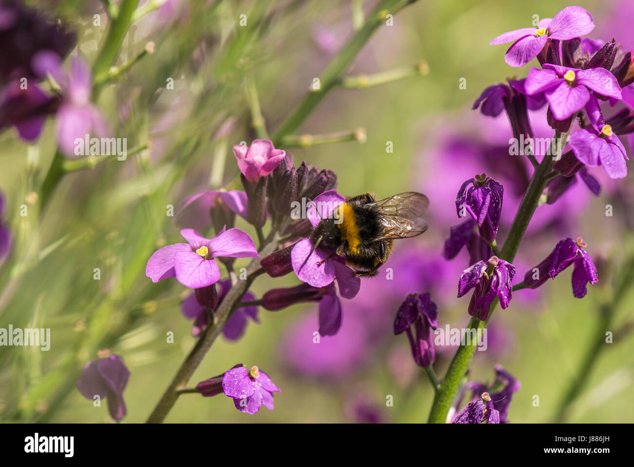 La nature dans l'harmonie : de belles fleurs en forme de cloche de la Red (Silene dioica) sous forme de plantes, une masse de nourriture naturelle pour les Britanniques Bumblebee. Banque D'Images