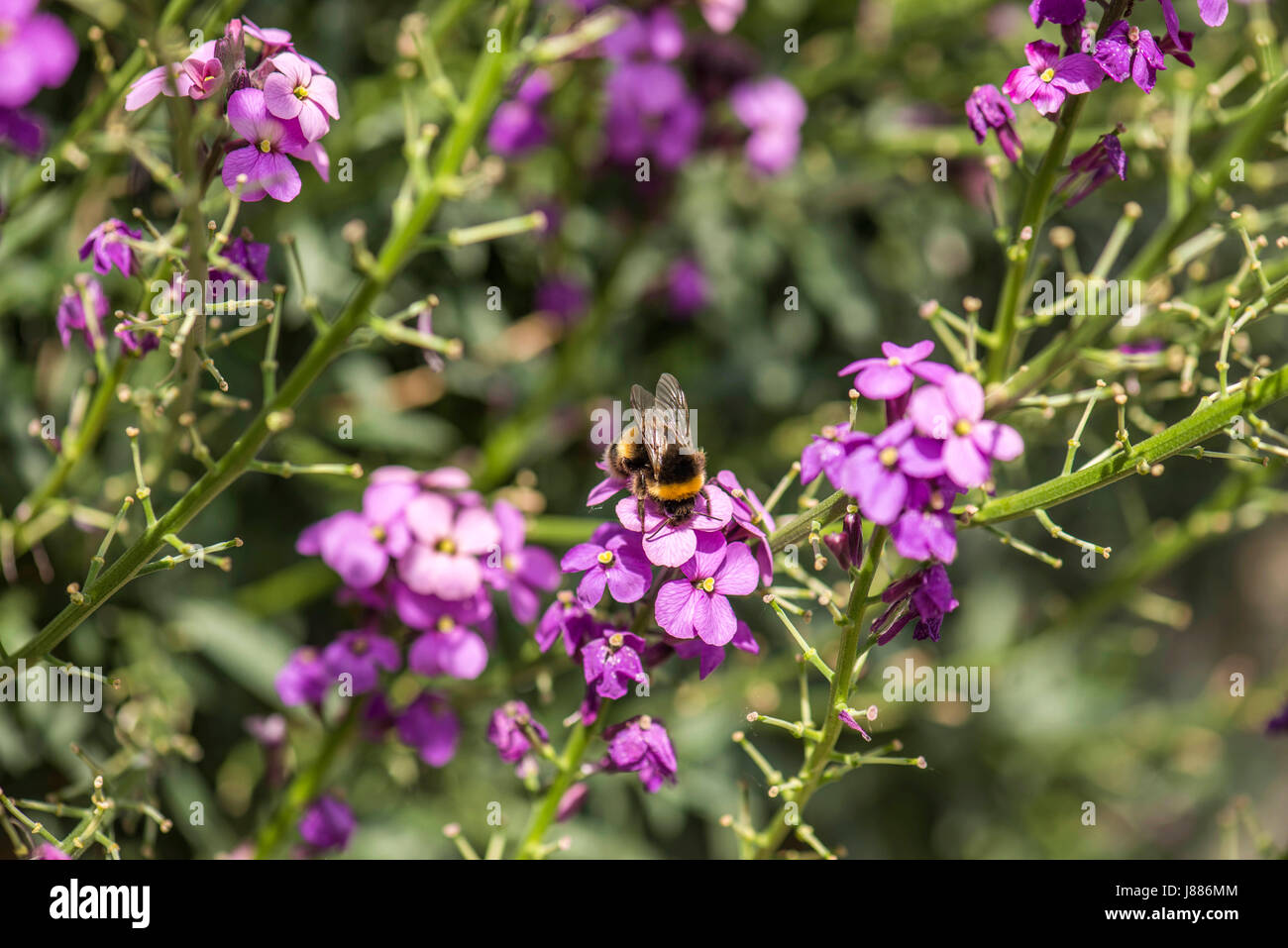 La nature dans l'harmonie : de belles fleurs en forme de cloche de la Red (Silene dioica) sous forme de plantes, une masse de nourriture naturelle pour les Britanniques Bumblebee. Banque D'Images