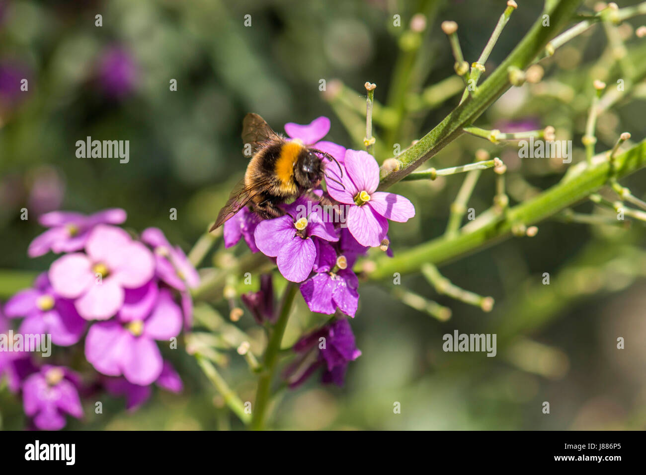 La nature dans l'harmonie : de belles fleurs en forme de cloche de la Red (Silene dioica) sous forme de plantes, une masse de nourriture naturelle pour les Britanniques Bumblebee. Banque D'Images