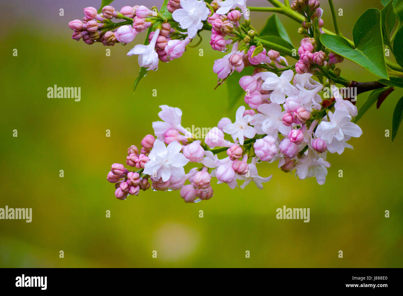 Les fleurs sur un lilas blanc Banque D'Images