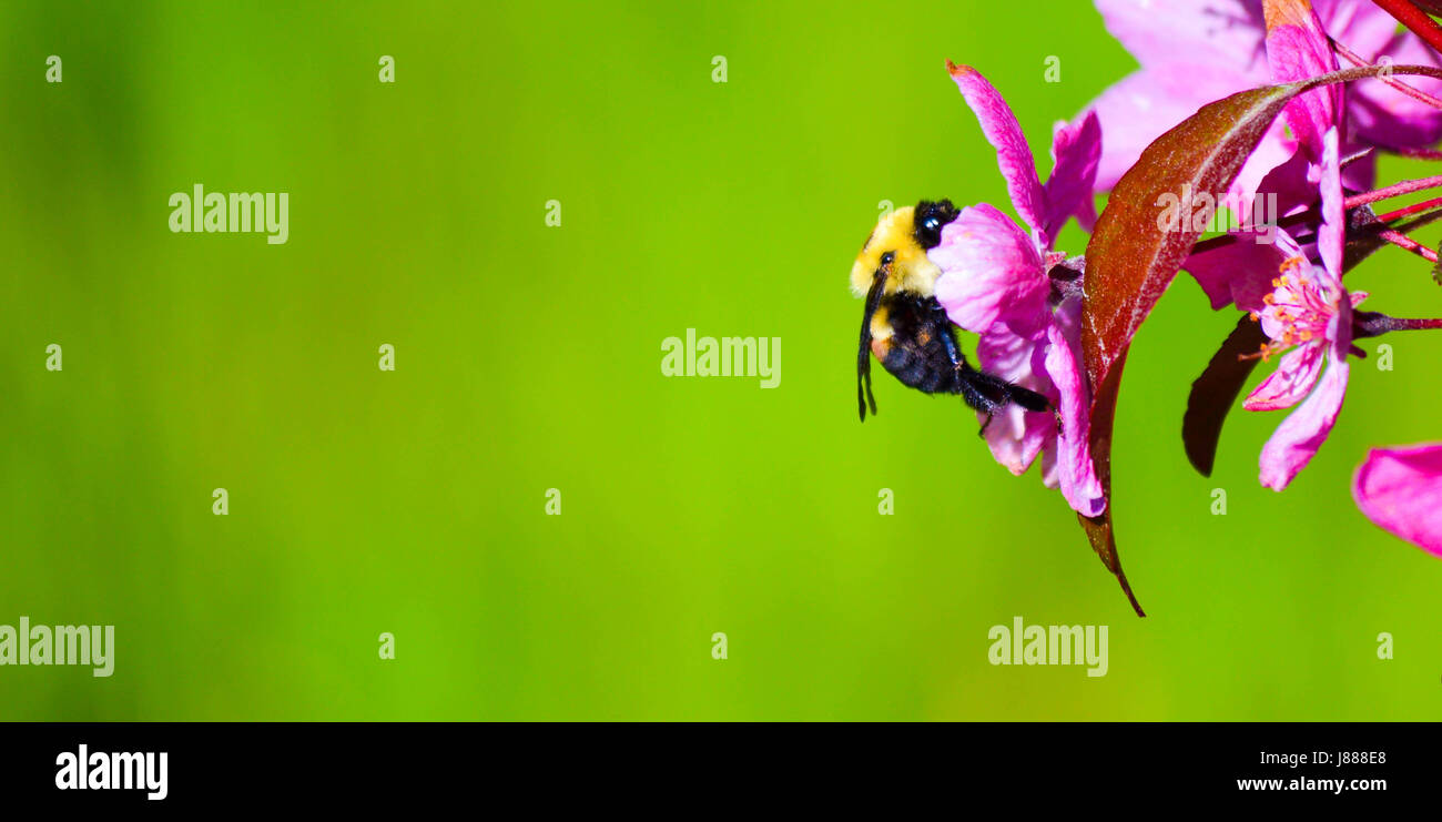 Bumble Bee Busy prendre du repos la collecte du pollen sur un pommier crabe Banque D'Images