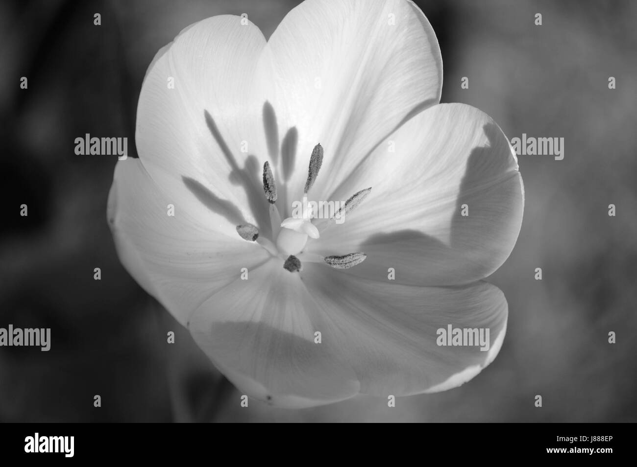 Belle tulipe dynamique en pleine floraison à la mi Printemps Banque D'Images