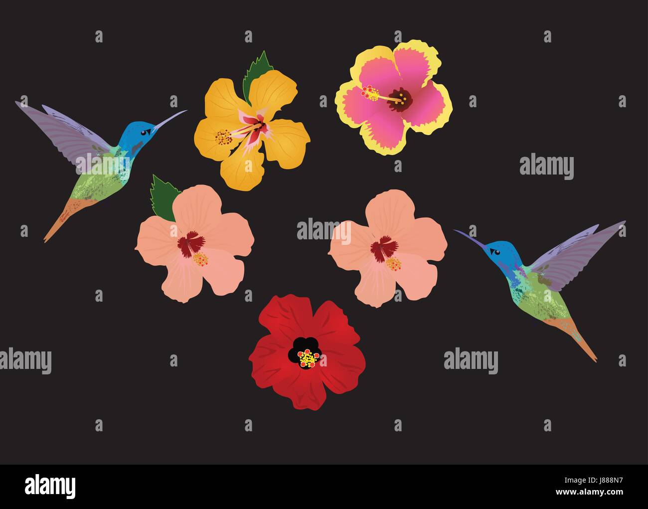 Illustration vecteur de fond floral avec des fleurs tropicales, des colibris Illustration de Vecteur