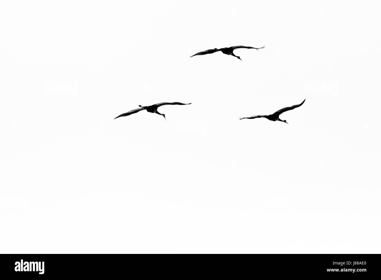 B&W photo de trois grues du Canada (Grus canadensis) battant durant la migration de printemps Banque D'Images