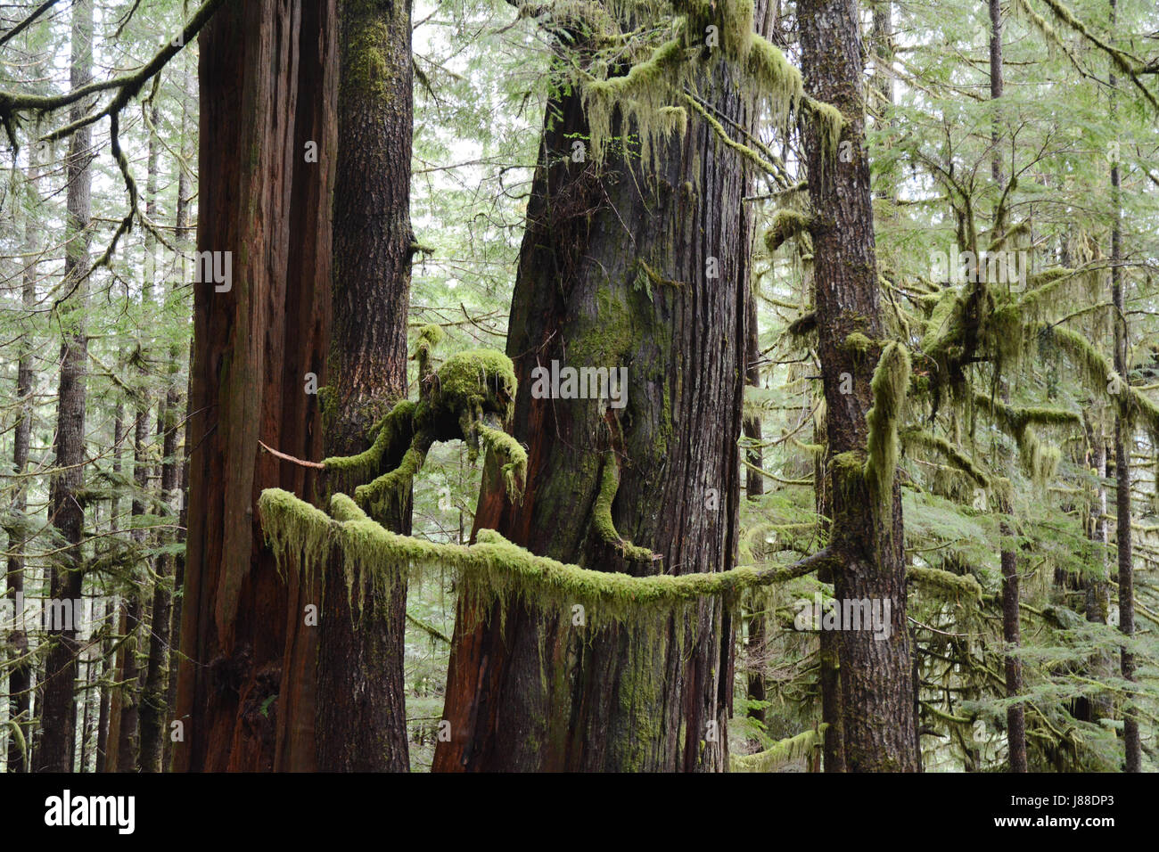 Couverts de lichens, les vieux peuplements de cèdre rouge de l'arbres à Avatar Grove, une ancienne forêt tropicale sur l'île de Vancouver, Colombie-Britannique, Canada Banque D'Images