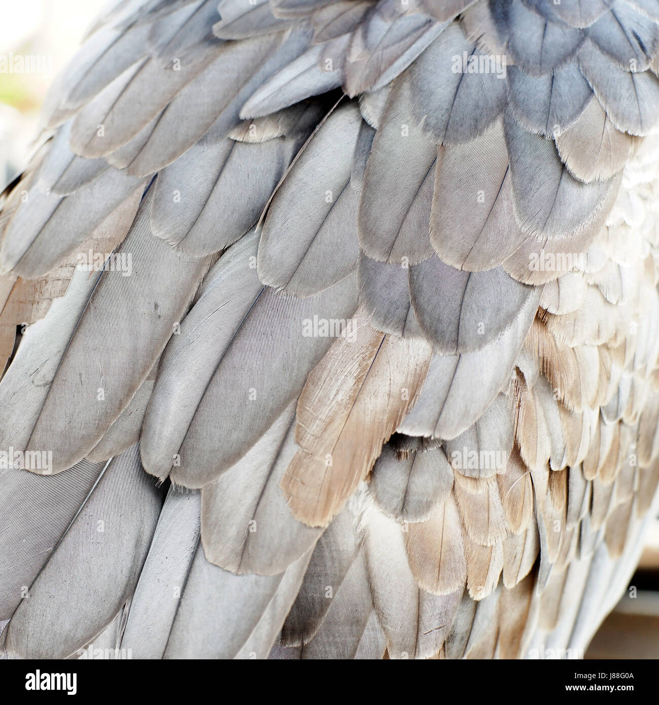 Gros plan du ventre blanc sea Eagle Feather Banque D'Images