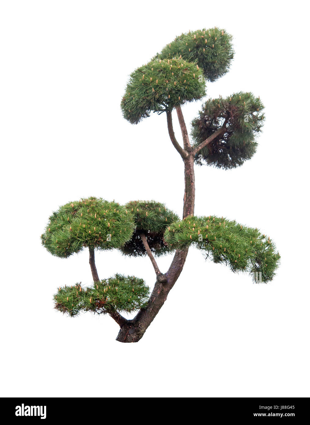 Pine Tree est isolé sur fond blanc Banque D'Images
