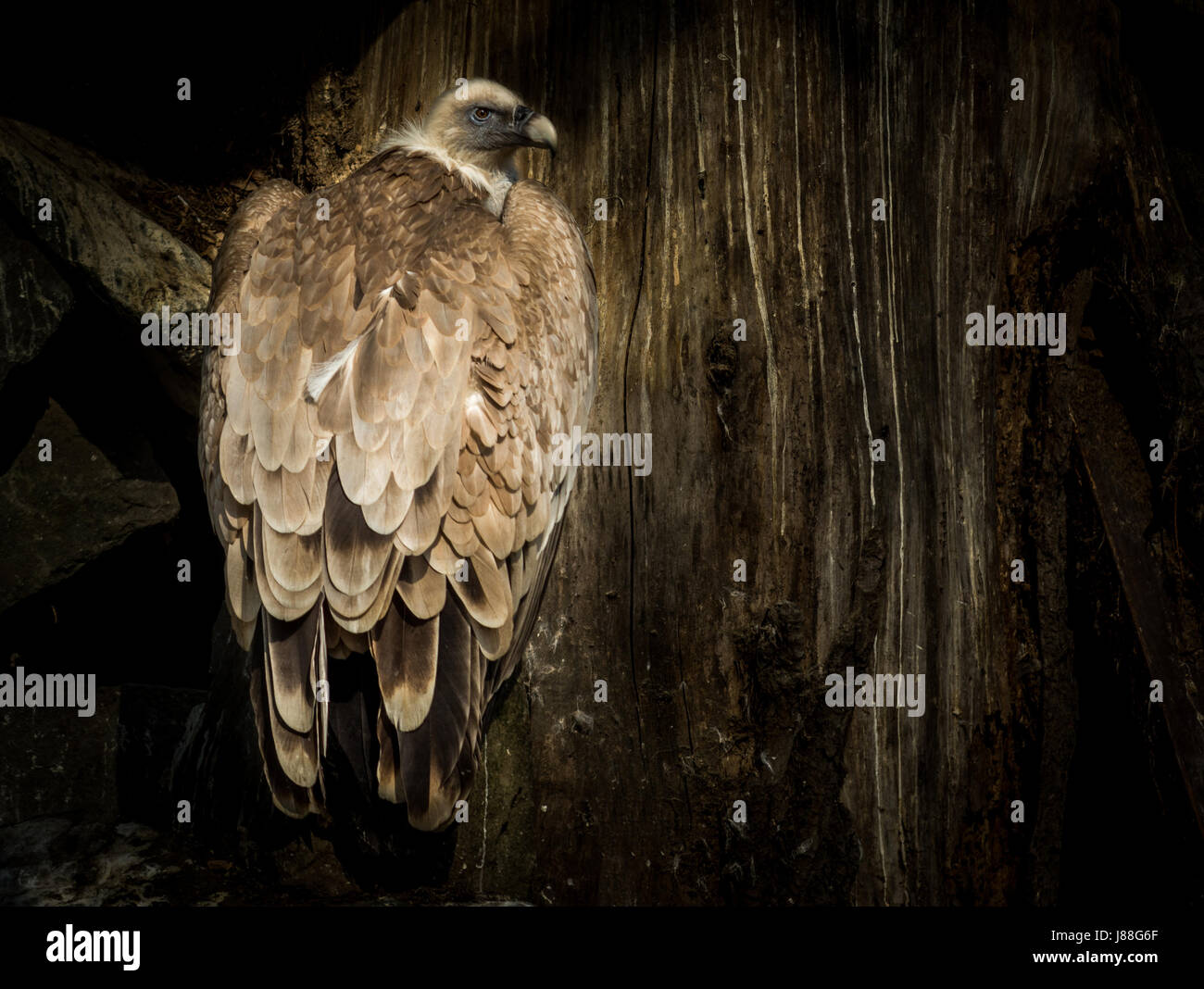 Grand oiseau Cinereous vulture (Platycnemis monachus) sur fond de bois et d'arbres Banque D'Images