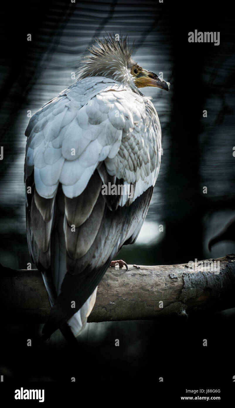 Grand oiseau percnoptère (Neophron percnopterus) sur fond sombre Banque D'Images