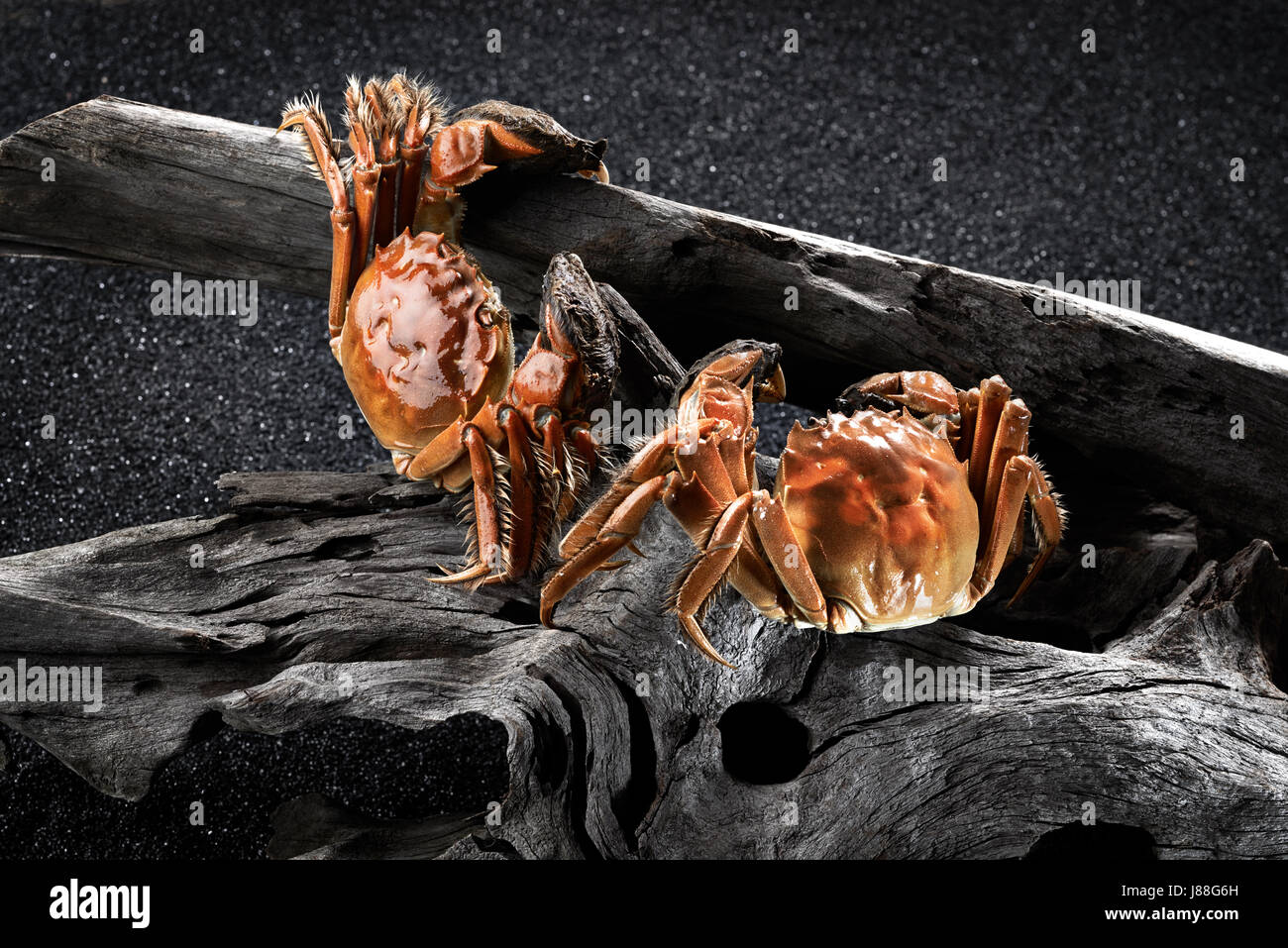 Crabe poilu Banque D'Images