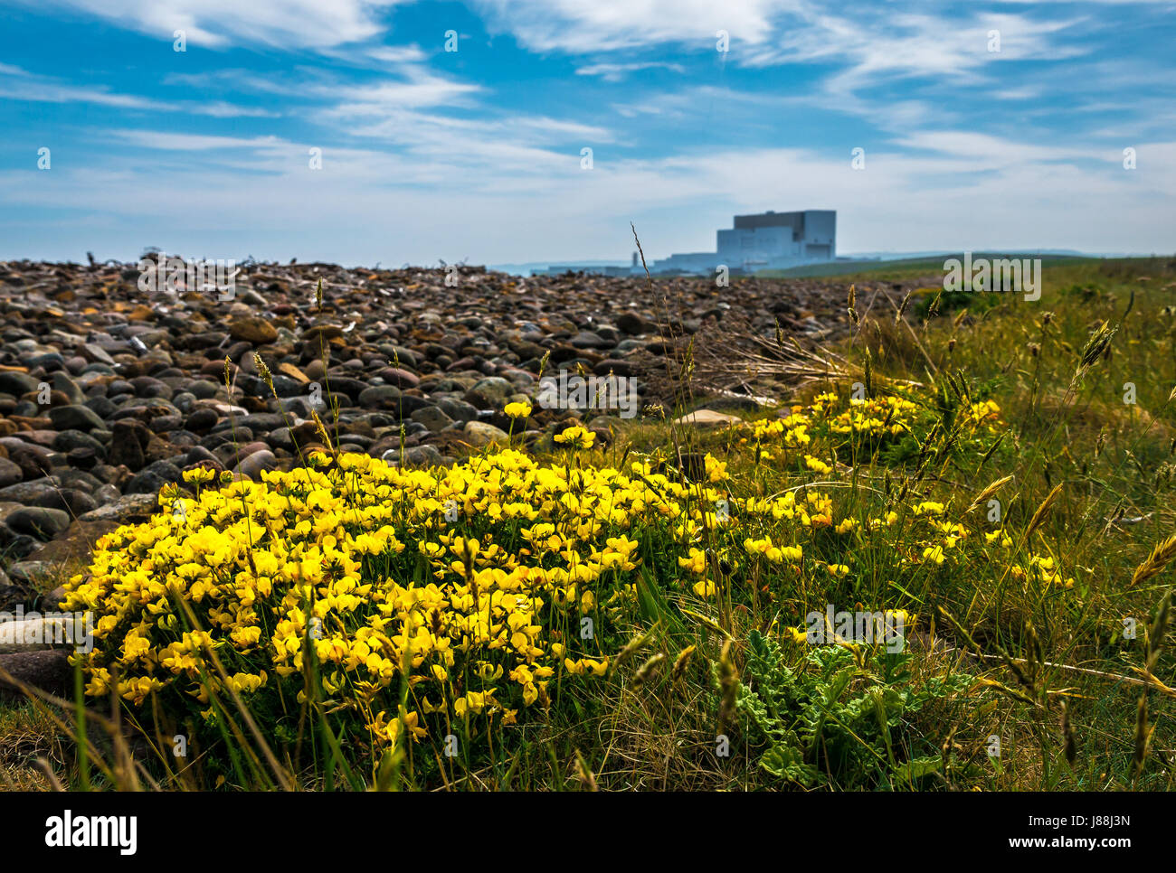 Vue au niveau du sol de lotier corniculé, Lotus corniculatus, John Muir Chemin chemin côtier, avec la centrale nucléaire de Torness, East Lothian, Scotland, UK Banque D'Images