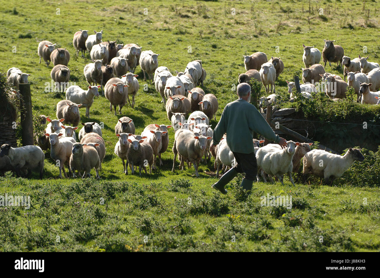 Lawrence Wright, qui exploite une ferme à ferme, Lee, Campscott.nr Ilfracombe, Devon du Nord où il fait Campscott les ifs Bio Fromage de lait de son troupeau de moutons Banque D'Images