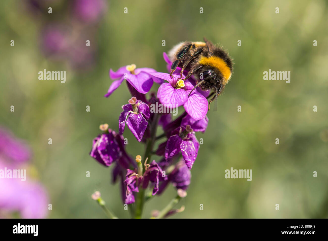 La nature dans l'harmonie : de belles fleurs en forme de cloche de la Red (Silene dioica) sous forme de plantes, une masse de nourriture naturelle pour les Britanniques Bumblebee. Banque D'Images