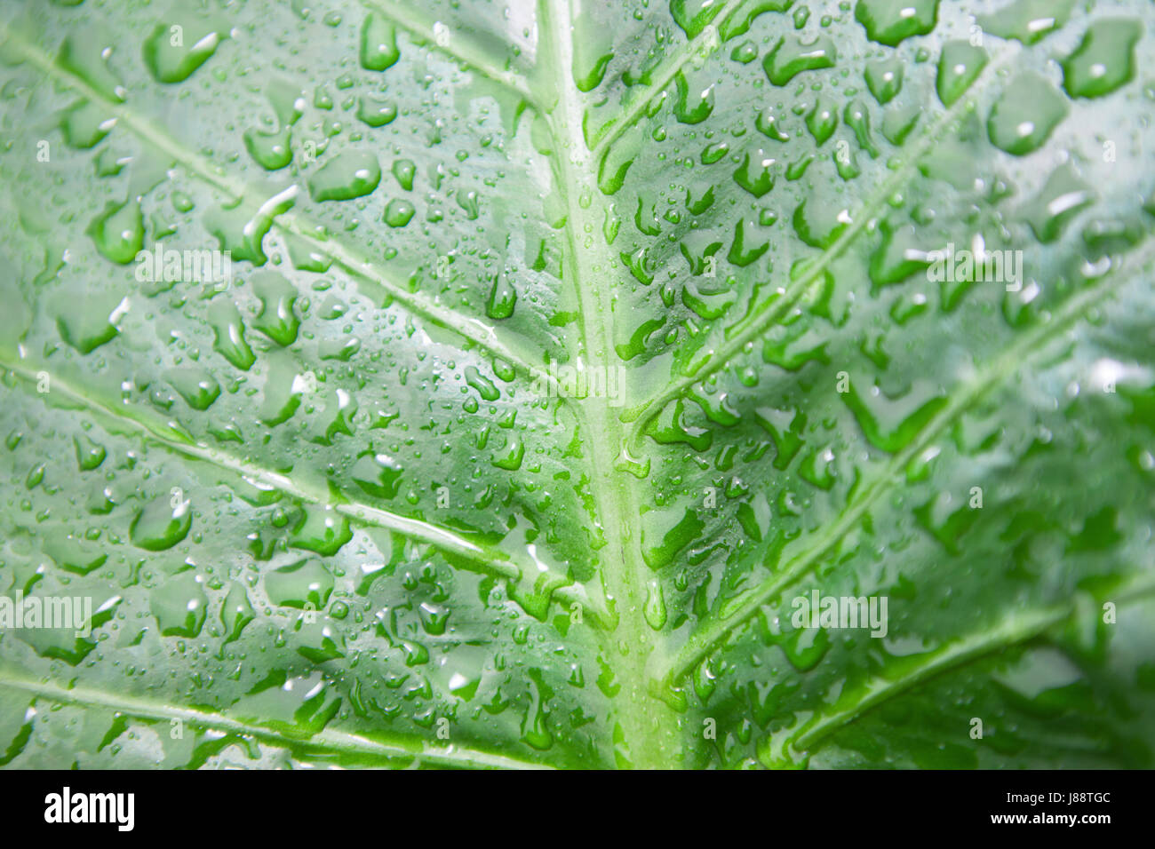 Goutte d'blattadern Banque D'Images