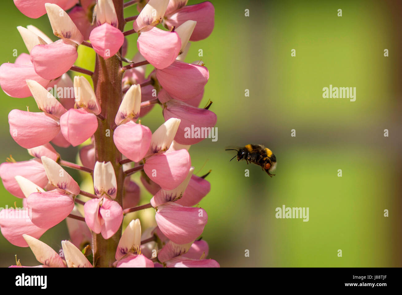 La nature dans l'harmonie : belle rose vif-comme des bourgeons du racème lupin sous forme de plantes, une masse de nourriture naturelle pour les Britanniques Bumbleebee (Bombus) Banque D'Images