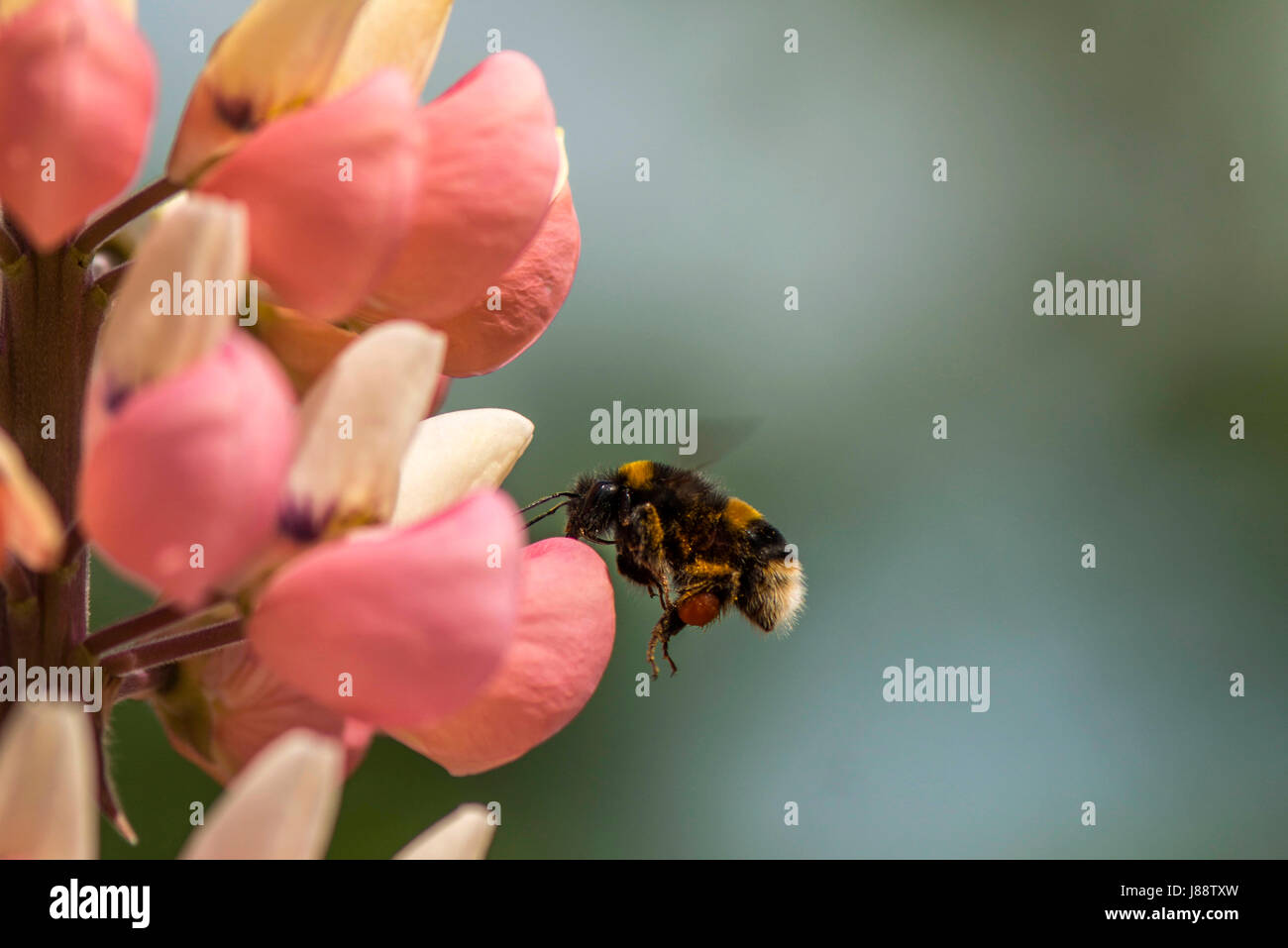 La nature dans l'harmonie : belle rose vif-comme des bourgeons du racème lupin sous forme de plantes, une masse de nourriture naturelle pour les Britanniques Bumbleebee (Bombus) Banque D'Images