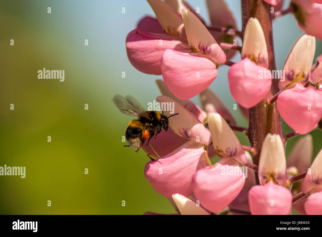 La nature dans l'harmonie : belle rose vif-comme des bourgeons du racème lupin sous forme de plantes, une masse de nourriture naturelle pour les Britanniques Bumbleebee (Bombus) Banque D'Images