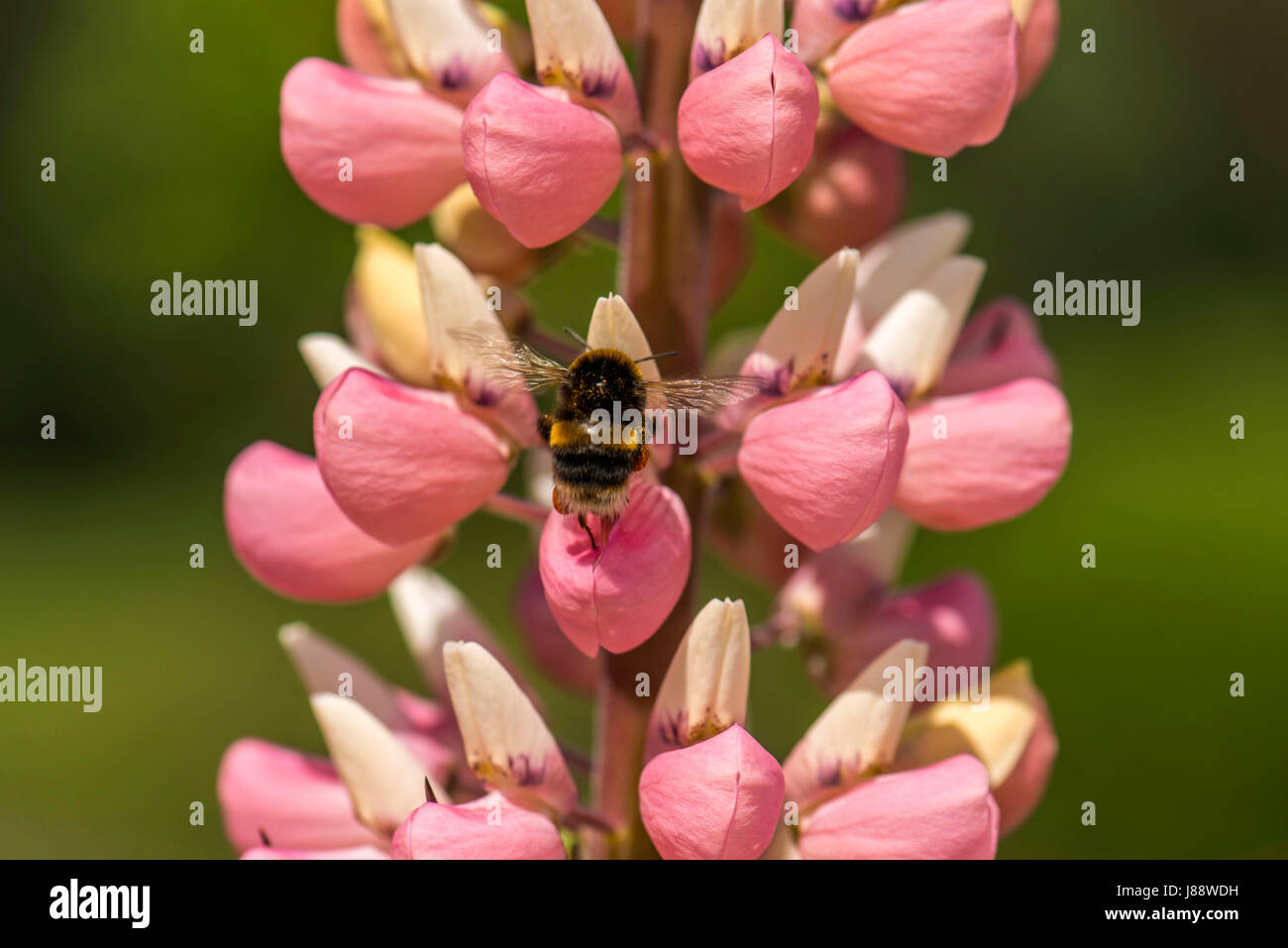 La nature dans l'harmonie : belle rose vif-comme des bourgeons du racème lupin sous forme de plantes, une masse de nourriture naturelle pour les Britanniques Bumbleebee (Bombus) Banque D'Images