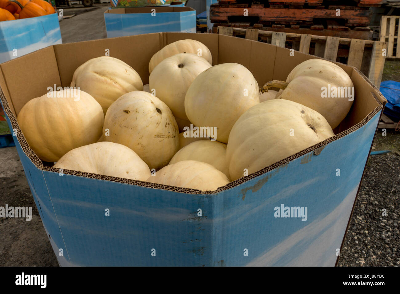 Pumpkins prêt pour la vente commerciale à Ladner, BC. Banque D'Images