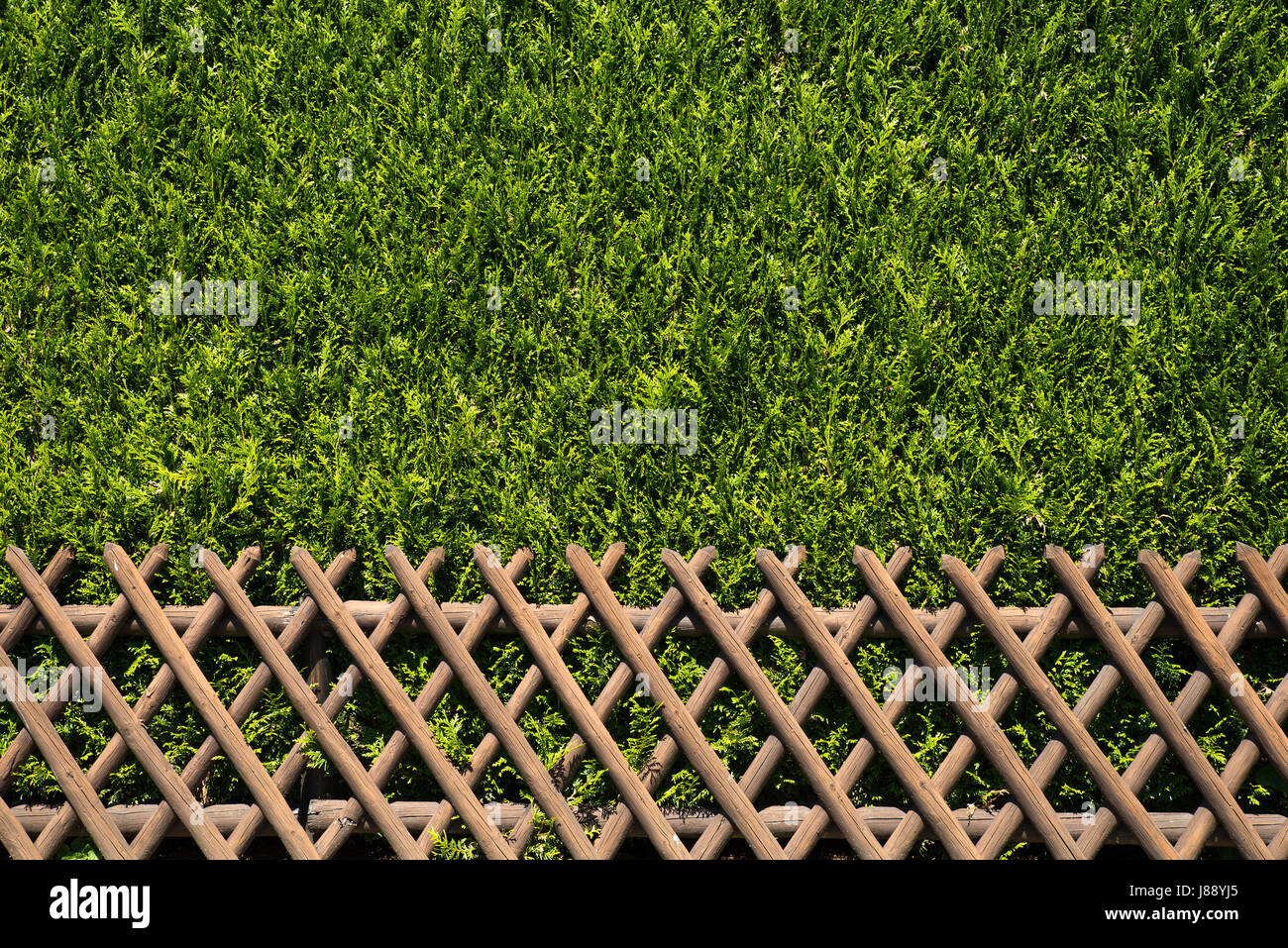 Vue d'une clôture rustique en bois avec des arbustes verts comme deuxième clôture Banque D'Images