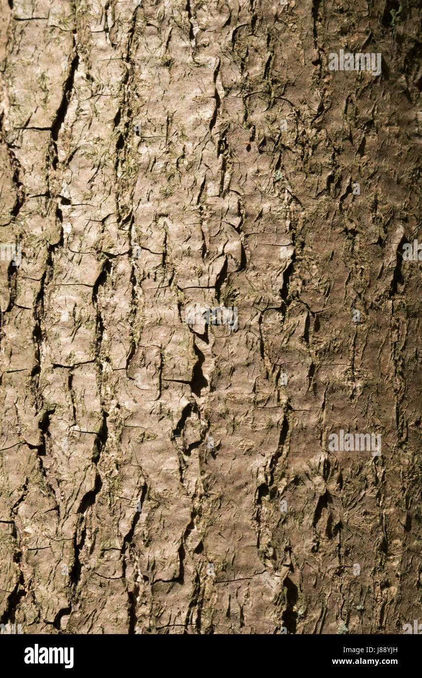 Close-up d'une croûte en bois d'un arbre vivant Banque D'Images