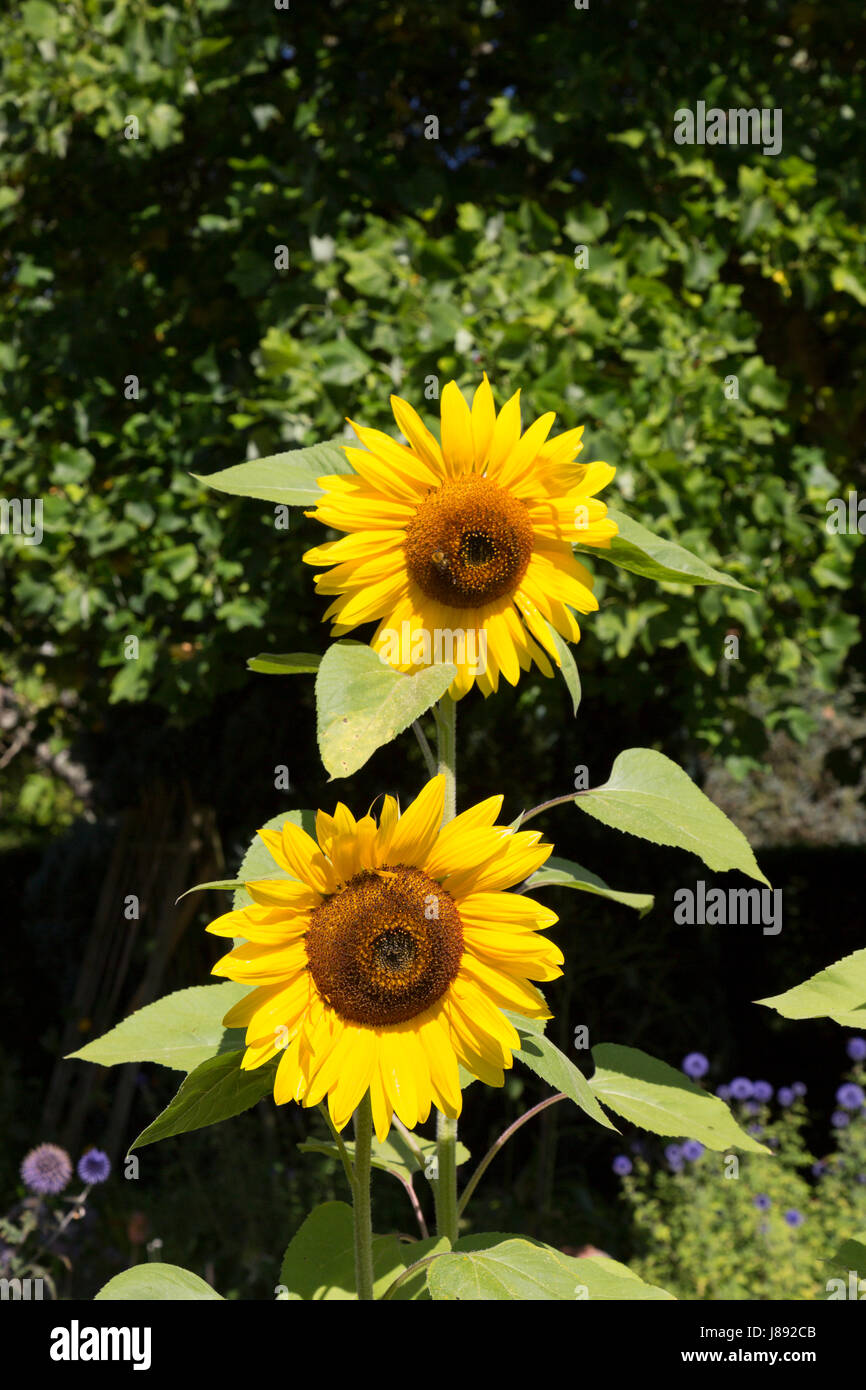 Un couple de tournesol (Helianthus annuus) dans le potager à Athelhampton House, Dorset, Angleterre Banque D'Images