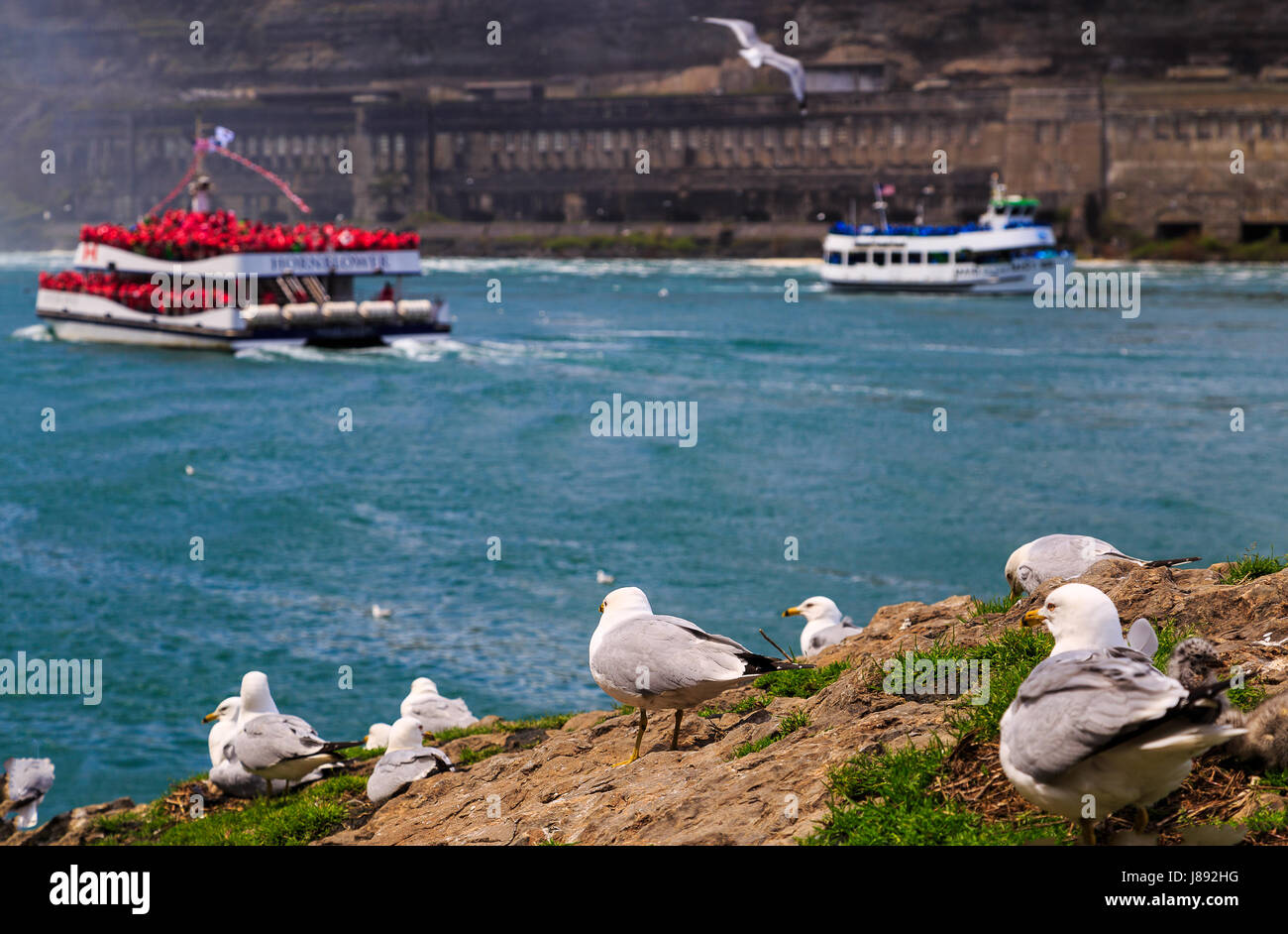 Côté américain de Niagara Falls NY, aller sur les ponts de la Grotte des vents sur une journée ensoleillée, vent. Les goélands de soleil avec la femme de chambre de la mi Banque D'Images