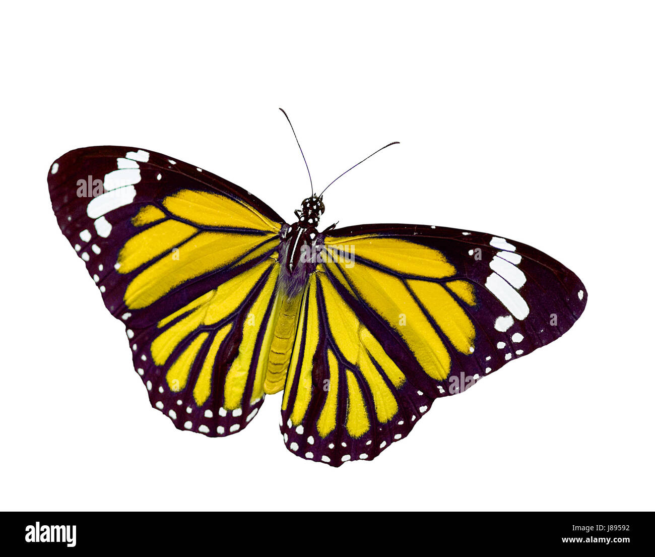 Belle, beauteously, nice, macro, portrait, macro, admission vue en gros, Banque D'Images