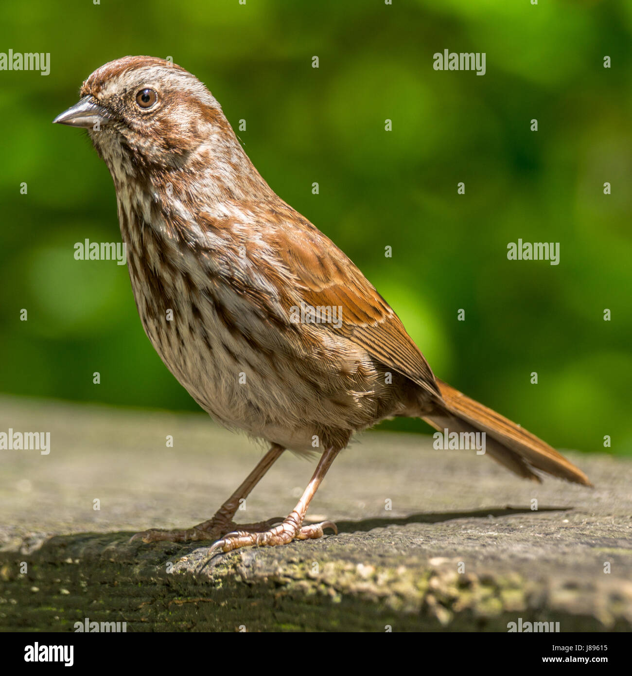 Un fox sparrow eating seeds Banque D'Images