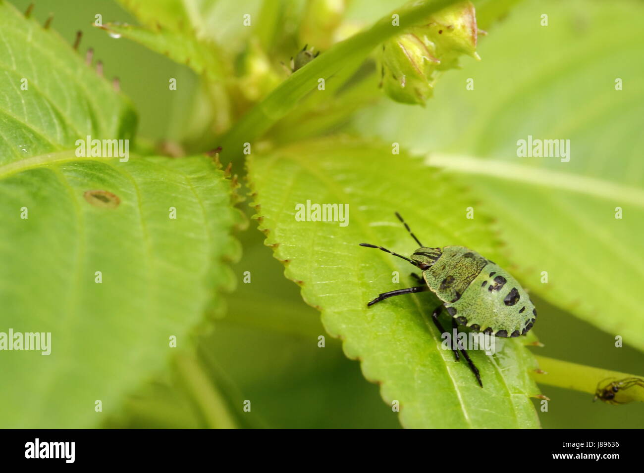 Animal, insecte, créature, bug, stade de chrysalide, rouge, macro, close-up, macro Banque D'Images