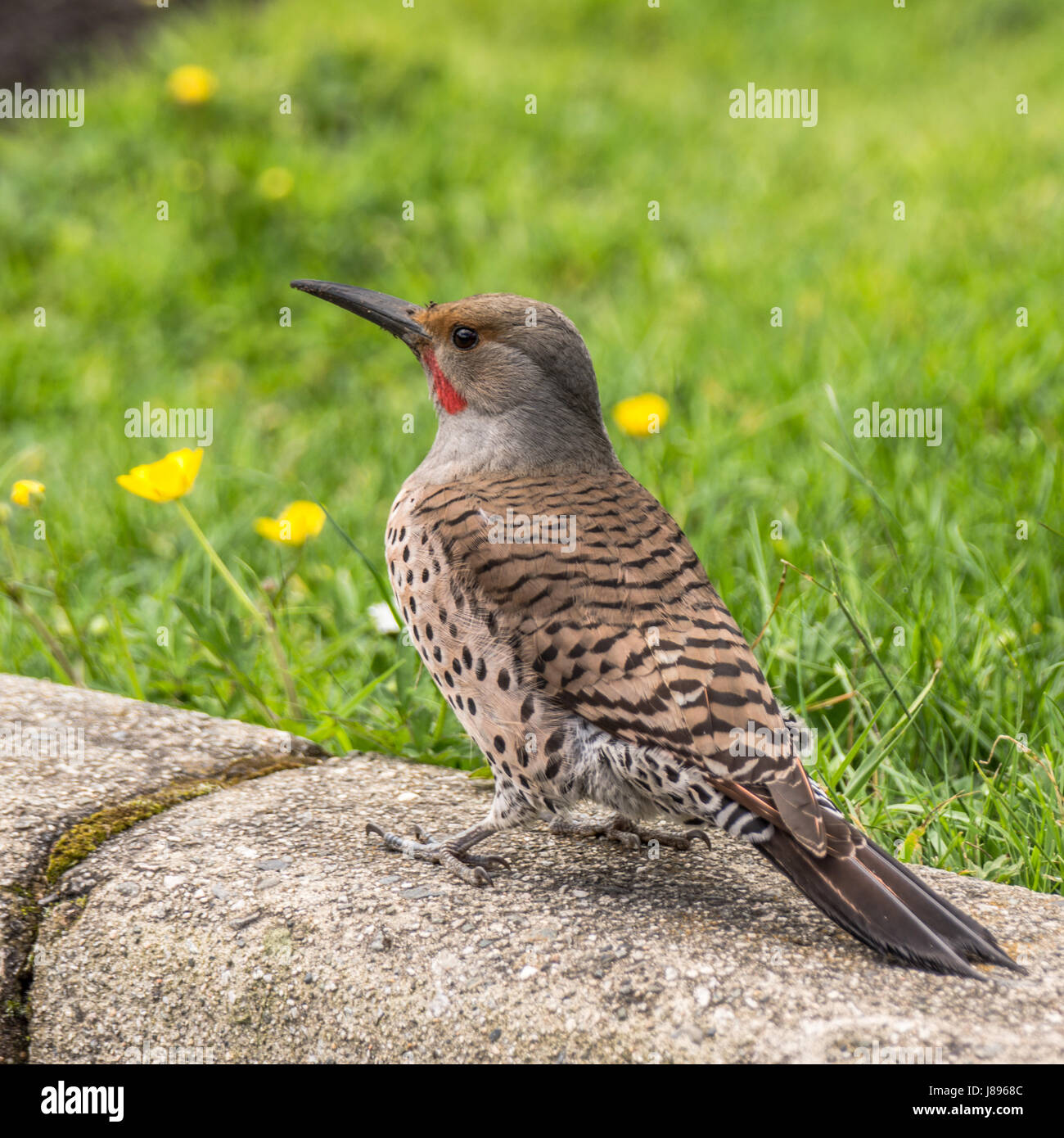 Un mâle Pic flamboyant à la recherche de larves de Stanley Park. Banque D'Images