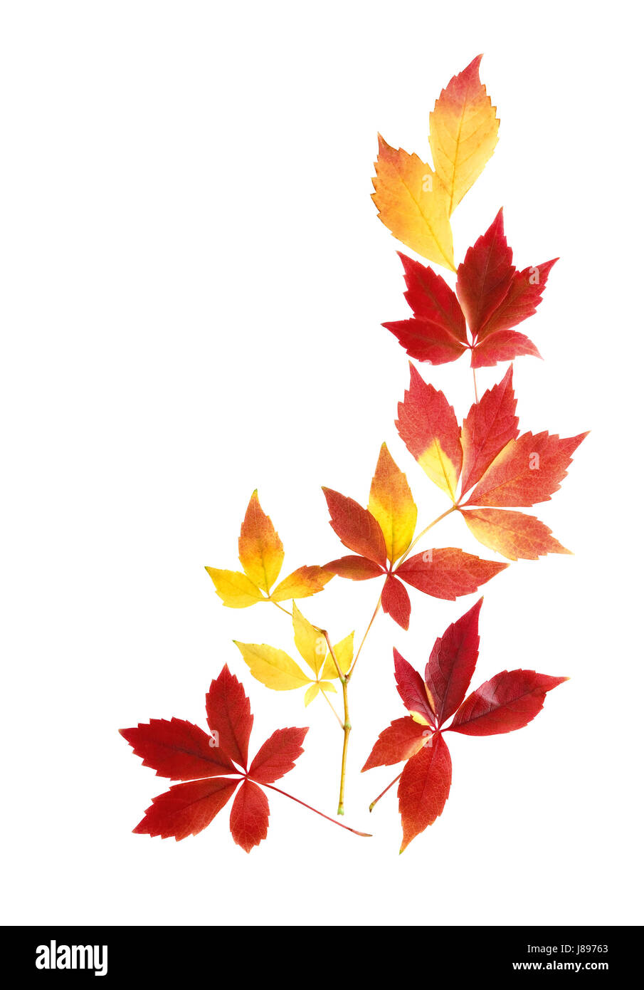 Les feuilles, feuillage de l'automne, les feuilles d'automne, contexte, contexte, feuillage, frame, Banque D'Images