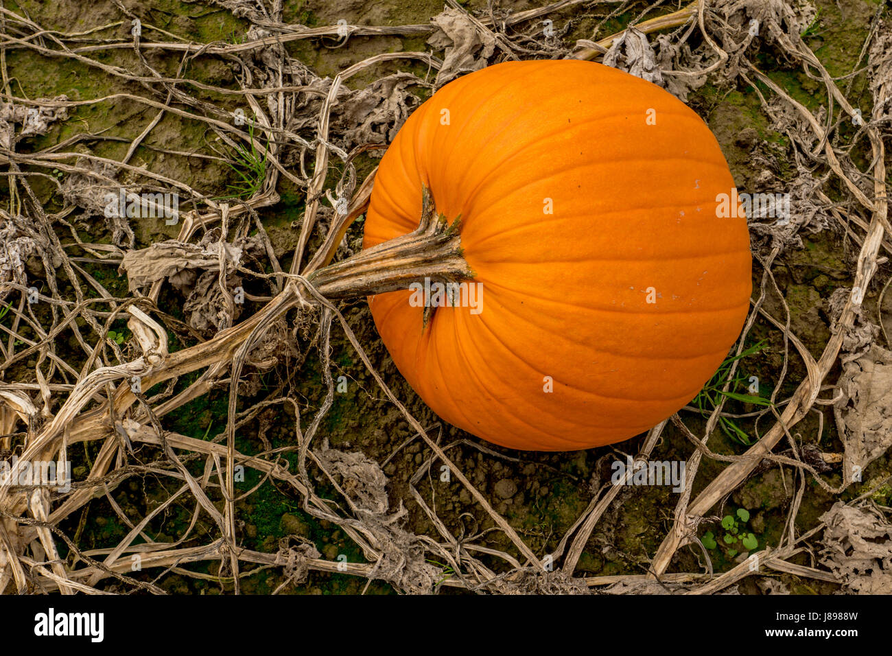 Citrouilles dans un potager sur Westham Island à Ladner, BC. Banque D'Images