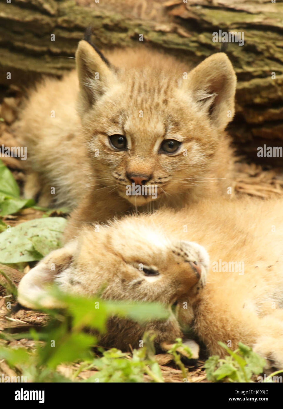 Une paire de chatons Lynx du Canada au cours de la sieste à leur tanière. Banque D'Images