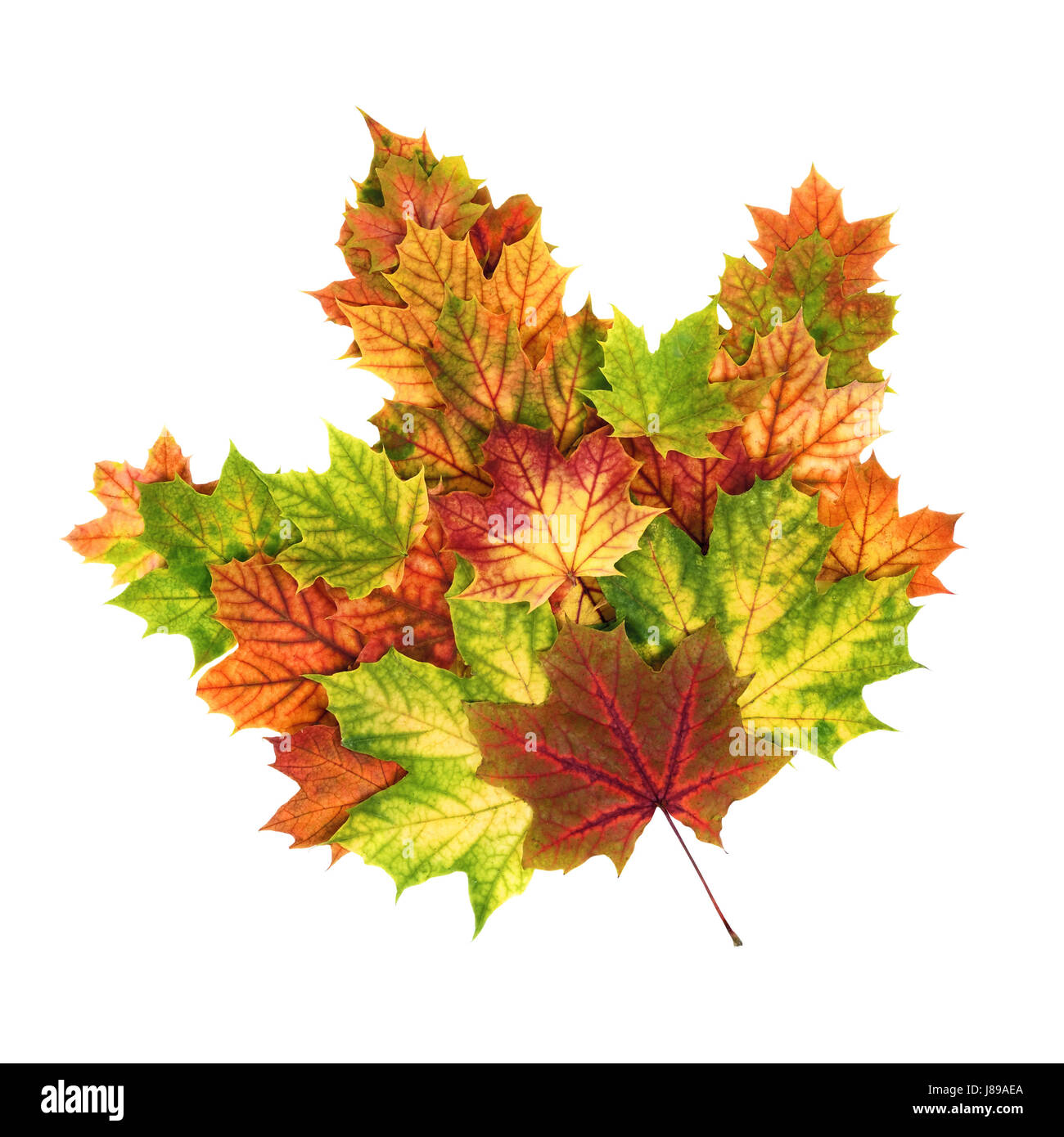En forme de feuilles d'automne qu'une feuille Banque D'Images