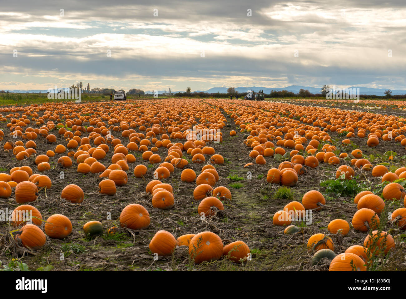 Un potager sur Westham Island. Banque D'Images