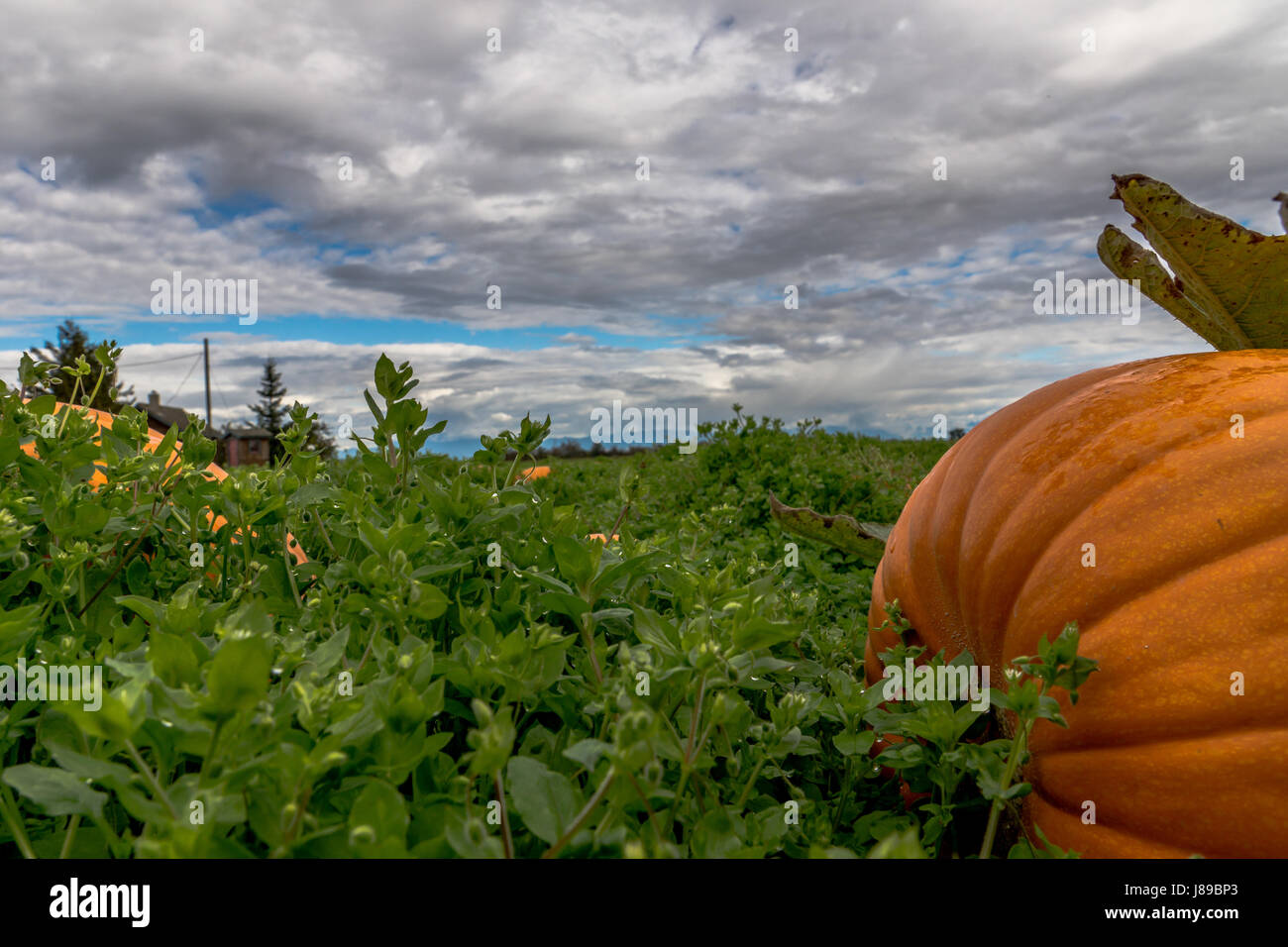 Un magnifique lot de citrouille à Ladner, BC Banque D'Images