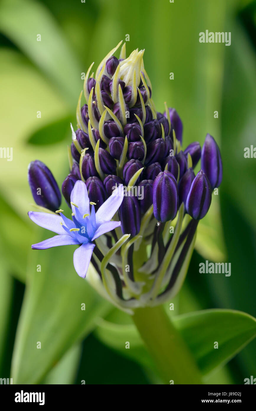 Squill Scilla peruviana portugais - nouvelle fleur avec une fleur ouverte Banque D'Images