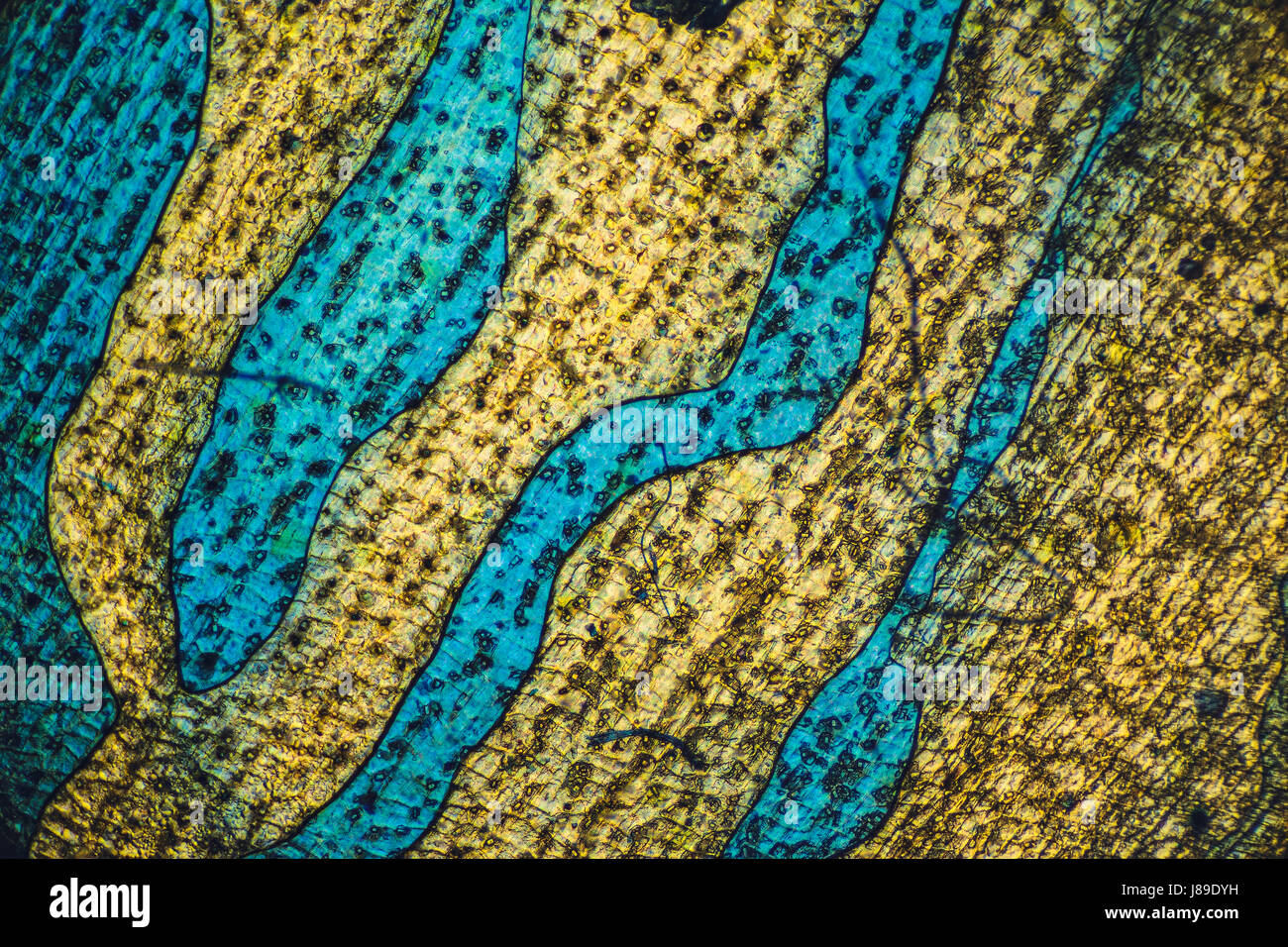 Couleur unique, le motif d'arrière-plan microscopique. Texture abstrait sous microscope. Banque D'Images