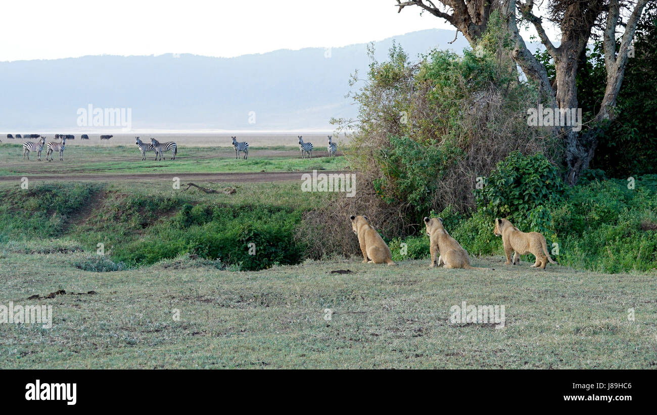 Les Lions du cratère du Ngorongoro, Tanzanie Banque D'Images