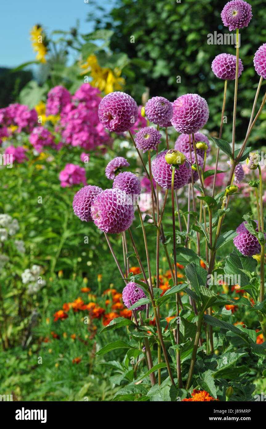 La couleur, violet, vert, fleurs,paysage,bleu,jaune,meadow Banque D'Images