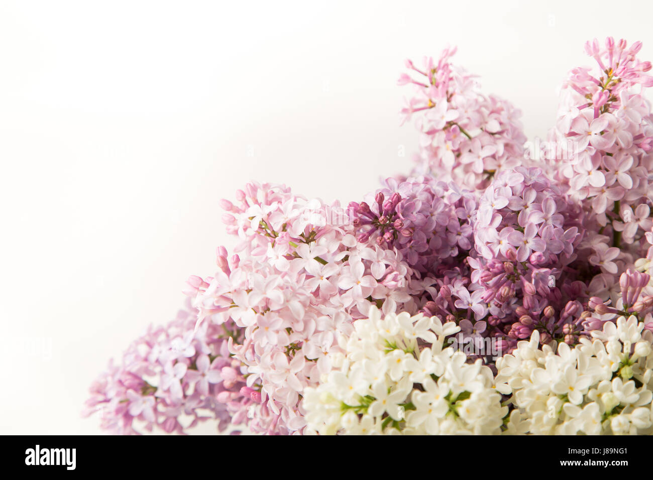 Composition de fleurs lilas fleurs floral fond de printemps, Banque D'Images