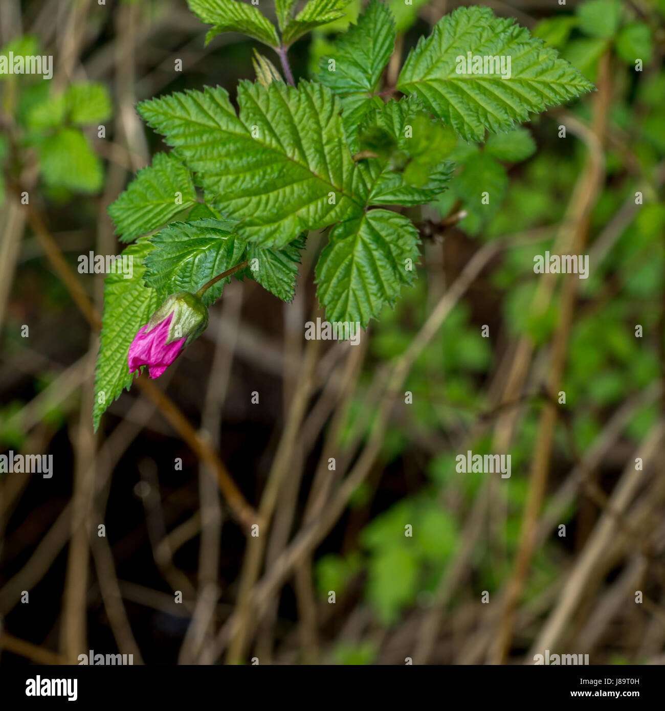 L'une des premières fleurs de ronce élégante de la saison ! Près de Beaver Lake, dans le Parc Stanley Banque D'Images