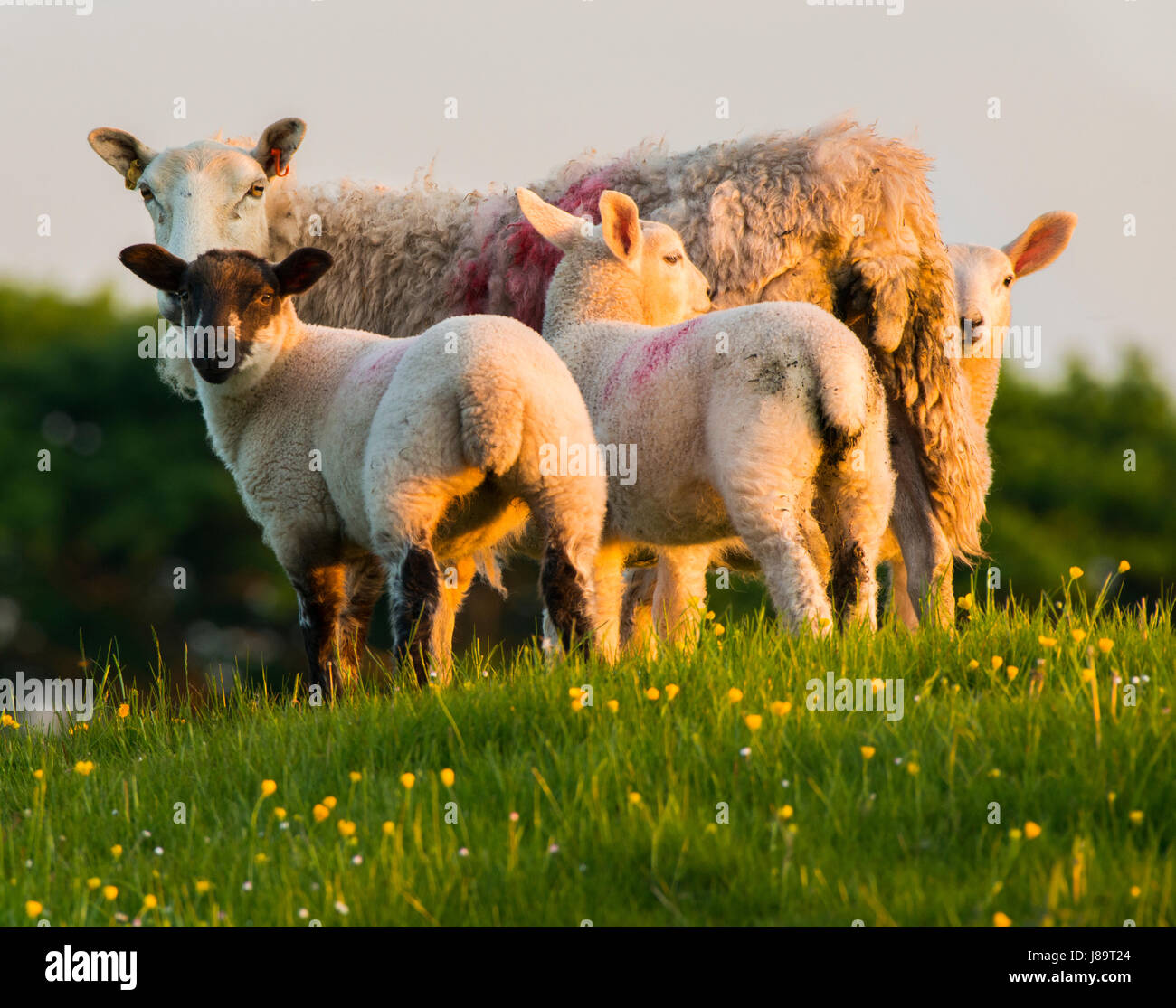 Au coucher du soleil sur les moutons Linley Hill, près de Norbury, Shropshire. Banque D'Images