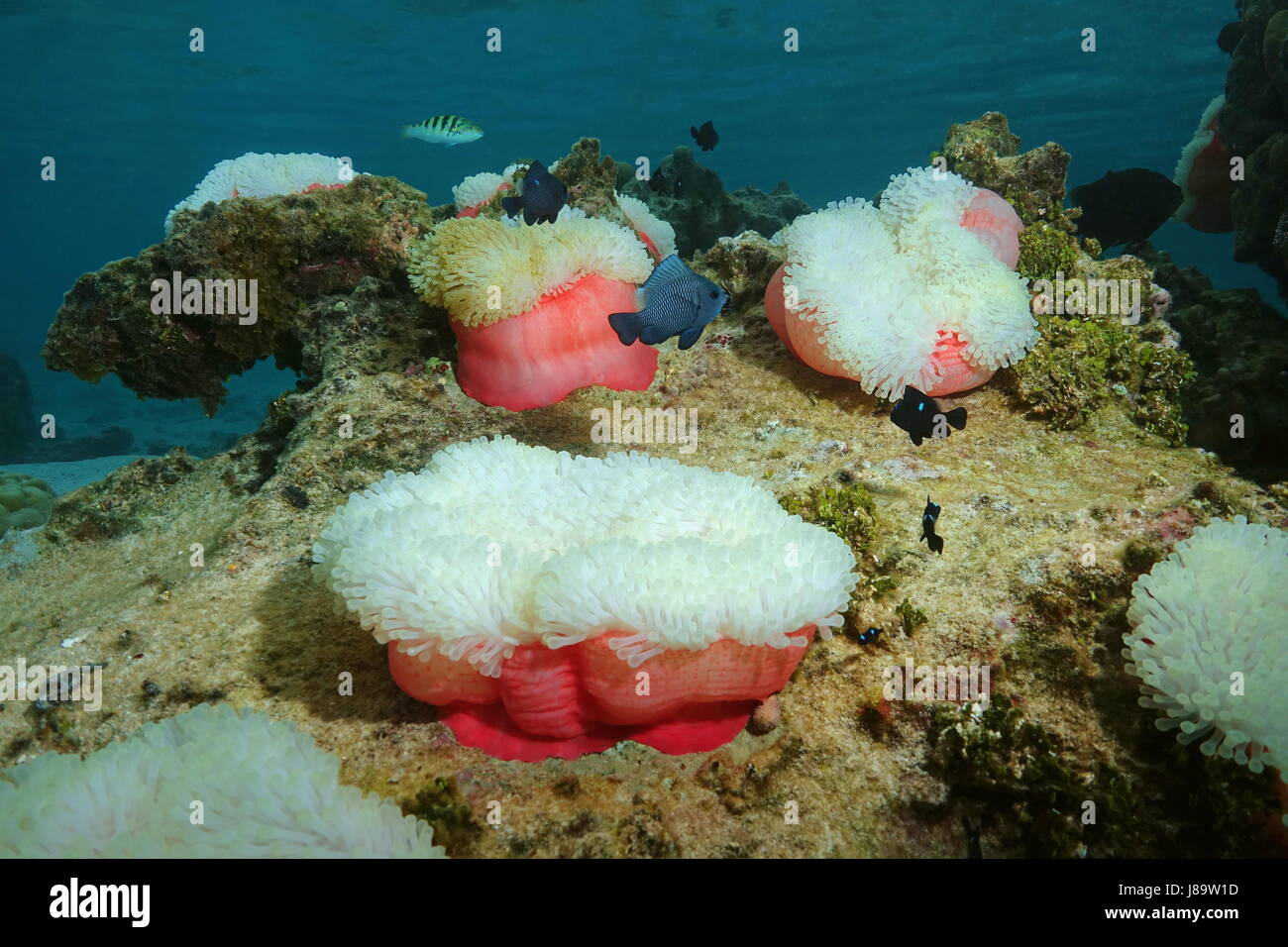 La vie marine sous-marine colorée, anémones de mer Heteractis magnifica avec demoiselle, océan Pacifique, Tahiti, Polynésie Française Banque D'Images